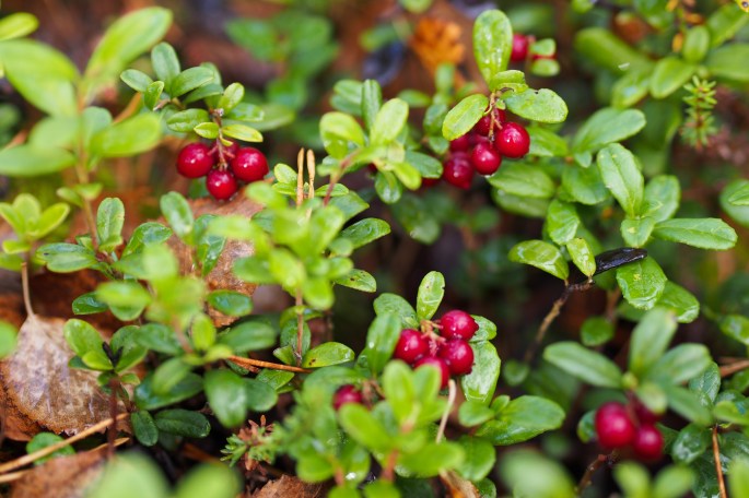 puolukkamehu viinihapolla